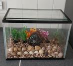 11, Dieren en Toebehoren, Vissen | Aquaria en Toebehoren, Ophalen of Verzenden