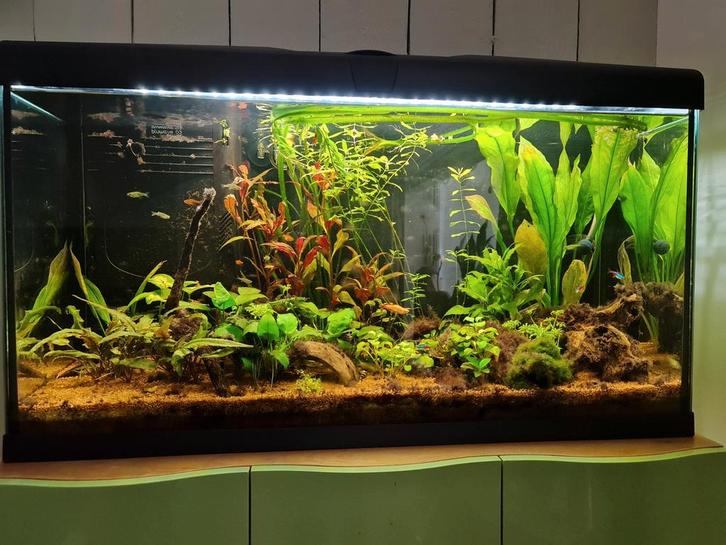 Aquarium compleet 80 x 30 x 40, Dieren en Toebehoren, Vissen | Aquaria en Toebehoren, Zo goed als nieuw, Gevuld zoetwateraquarium