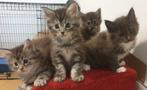 Prachtige Raszuivere Maine Coon Kittens - mogen nu verhuizen, Dieren en Toebehoren, Katten en Kittens | Raskatten | Langhaar, Meerdere dieren