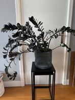 Zwarte Zamioculcas (ZZ Plant) in Pot, Vaste plant, Bloeit niet, Halfschaduw, Ophalen