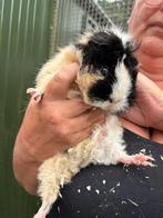 Cavia’s, Dieren en Toebehoren, Juni, Vrouwelijk, Cavia