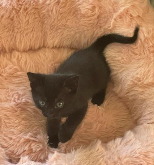 Kittens te koop, Dieren en Toebehoren, Katten en Kittens | Overige Katten, Kortharig, Geslacht onbekend, 0 tot 2 jaar