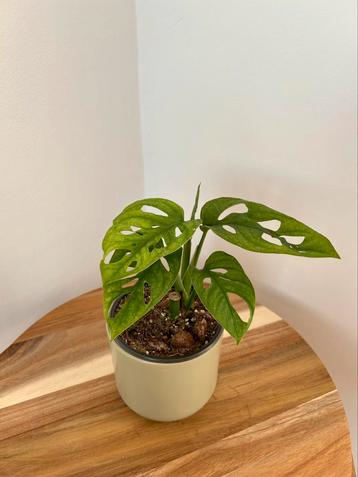 Monstera adansonii beschikbaar voor biedingen