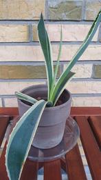 Agave Americana marginata vetplant succulent, Huis en Inrichting, Kamerplanten, Overige soorten, Minder dan 100 cm, In pot, Volle zon
