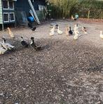 Te koop oud Hollandse kuifeenden, Dieren en Toebehoren, Pluimvee, Mannelijk, Eend