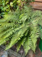 Varen, Tuin en Terras, Planten | Tuinplanten, Ophalen, Vaste plant, Varens, Halfschaduw