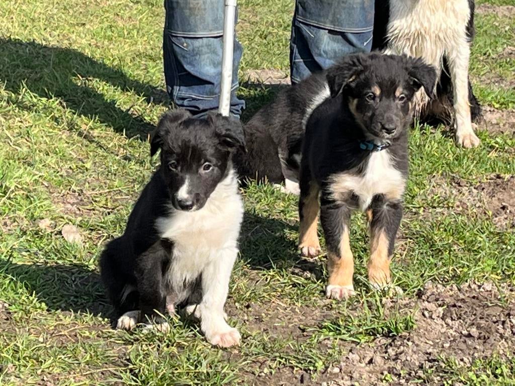 Bordercollie pups, Dieren en Toebehoren, Honden | Herdershonden en Veedrijvers, Parvo, Reu, 8 tot 15 weken, Meerdere