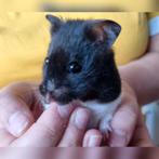 Hamster met kooi en toebehoren, Dieren en Toebehoren, Knaagdieren, Vrouwelijk, Hamster, Tam