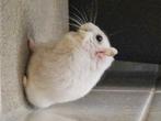 Russische dwerghamster, Dieren en Toebehoren, Knaagdieren, Hamster, April, Meerdere dieren, Tam