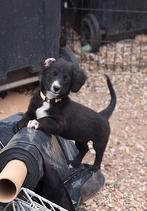Ter adoptie Maxxie, Dieren en Toebehoren, Honden | Niet-rashonden, Rabiës (hondsdolheid), 8 tot 15 weken, Teef, Eén hond