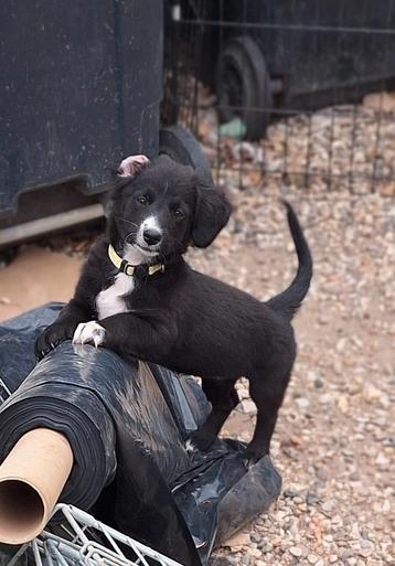 Ter adoptie Maxxie beschikbaar voor biedingen
