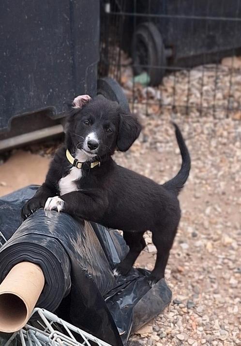 Ter adoptie Maxxie, Dieren en Toebehoren, Honden | Niet-rashonden, Klein, Teef, Particulier, Eén hond, Nederland, 8 tot 15 weken