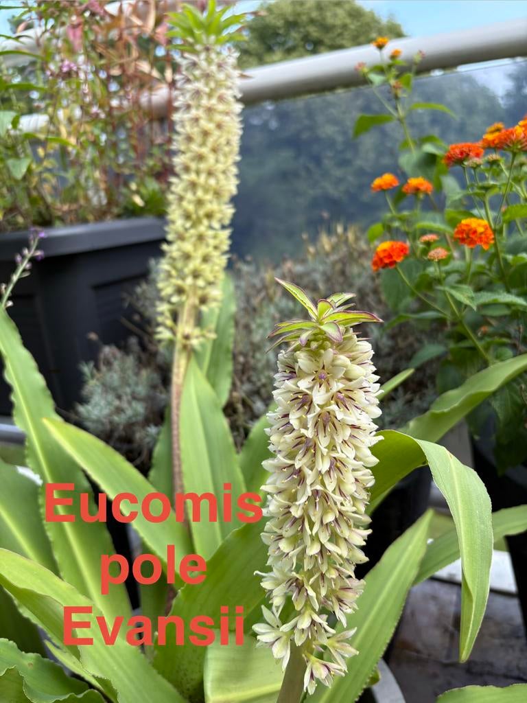 Verschillende bloemenzaden, Ophalen of Verzenden, Voorjaar, Volle zon, Zaad