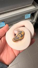 1.0 hypo piebald pastel Leopard orange dream ball python, Slang, 0 tot 2 jaar