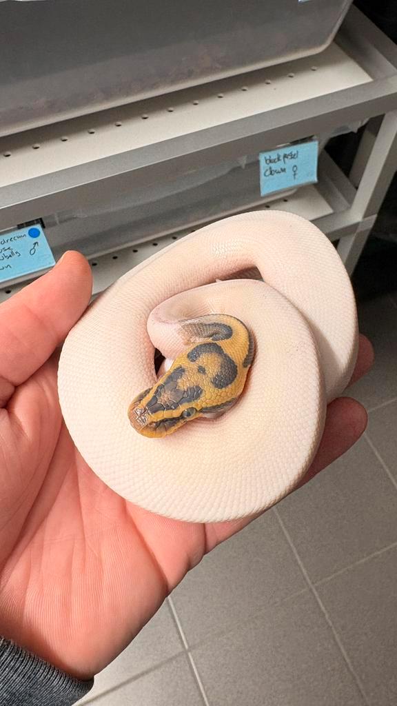 1.0 hypo piebald pastel Leopard orange dream ball python