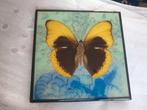 Mooi werk van Mark Verdoes. Vlinder uit 2007 op glas. 20x20, Antiek en Kunst, Ophalen of Verzenden