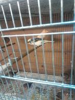 Te koop harlekijn en geel izabel, Dieren en Toebehoren, Vogels | Kanaries, Mannelijk