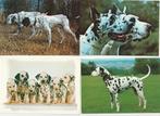 Lot 8 kaartjes honden Dalmatiërs en pups, Gelopen, Verzenden, Hond of Kat