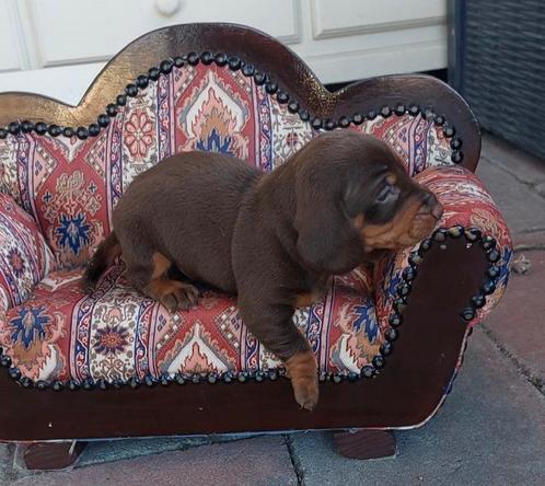 Teckel pups standaard x kleine dwerg, Dieren en Toebehoren, Honden | Teckels en Dashonden, Meerdere dieren, Dwerg, Particulier