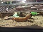 Luipaardgekko met terrarium en toebehoren., Dieren en Toebehoren, Reptielen en Amfibieën, Hagedis, Met terrarium, 0 tot 2 jaar