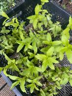 Zitserse munt vaste plant eetbaar, Tuin en Terras, Ophalen of Verzenden