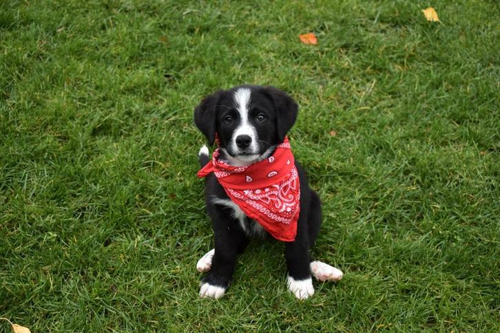 Prachtige boulab pups, alleen nog teefjes beschikbaar, Dieren en Toebehoren, Honden | Niet-rashonden, Groot, Teef, Fokker | Hobbymatig
