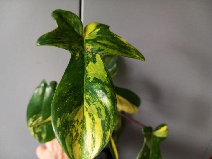 Philodendron Florida Beauty Variegated stekken, Huis en Inrichting, Kamerplanten, Minder dan 100 cm, Halfschaduw, Ophalen of Verzenden