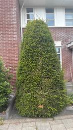 Taxus baccata boom van 230 hoog. Zelf uitgraven, Tuin en Terras, Ophalen