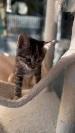 Bengal mixed kittens, Dieren en Toebehoren, Kater