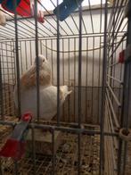 Holle kroppers  5 koppels, Dieren en Toebehoren, Vogels | Duiven, Meerdere dieren, Kropper