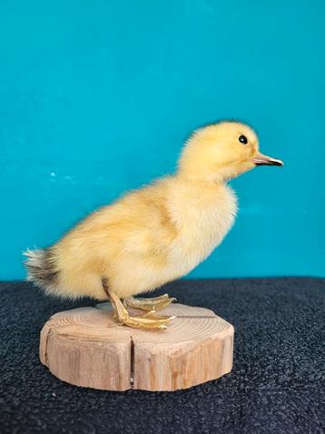 Een schattige opgezette kleine eendje!Nr 1 beschikbaar voor biedingen