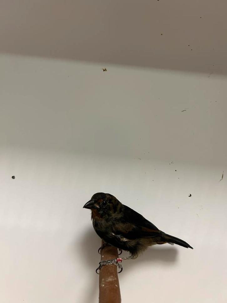 1-1  antillendikbekje 1-1, Dieren en Toebehoren, Vogels | Overige Vogels, Tropenvogel, Meerdere dieren