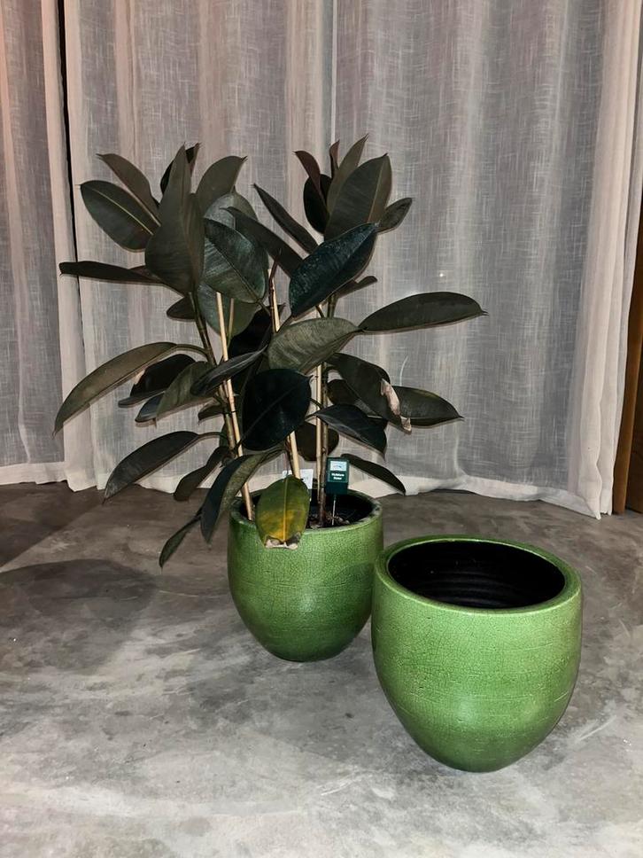 Ficus Elastics in keramische pot, Huis en Inrichting, Kamerplanten, Ficus, Minder dan 100 cm, Halfschaduw, Ophalen