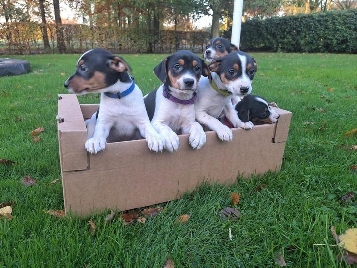 Lieve boerenfox pups, teefje en reutjes, nu op te halen, Dieren en Toebehoren, Honden | Jack Russells en Terriërs, Meerdere dieren