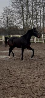 Kjento x tuchinski merrie, Merrie, Met stamboom, Dressuurpaard, 3 tot 6 jaar