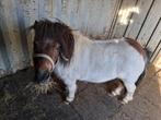 Driekleur shetlanders,12 jarige ruin. 5,5 maand hengstveulen, Dieren en Toebehoren, Pony's, Ruin, Niet van toepassing, A pony (tot 1.17m)