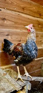 Te koop zeer mooie cream legbar haan, Dieren en Toebehoren, Mannelijk, Kip