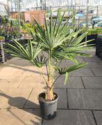 Trachycarpus Fortunei - Winterharde Palm 100 cm hoog, Tuin en Terras, Volle zon, Vaste plant, Bloeit niet, Ophalen
