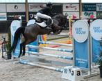 Talentvolle allround D pony, Dieren en Toebehoren, Pony's, Merrie, Springpony, 11 jaar of ouder, D pony (1.37m tot 1.48m)