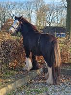 Prachtige jonge tinker ruin, Dieren en Toebehoren, Pony's, Onbeleerd, Gechipt, Ruin, 3 tot 6 jaar