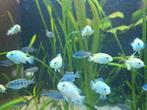 Jonge malawi cichliden, Dieren en Toebehoren, Vis