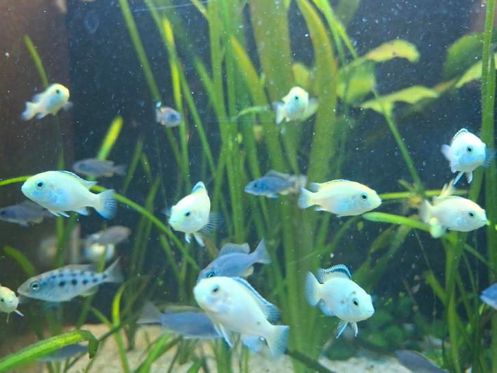 Jonge malawi cichliden, Dieren en Toebehoren, Vissen | Aquariumvissen, Vis