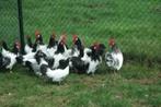 broedeieren Lakenvelders, Dieren en Toebehoren, Pluimvee, Geslacht onbekend, Kip