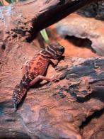 Nephrurus Levis gekko nakweek 23 “Knobtail”, Dieren en Toebehoren, Reptielen en Amfibieën, 0 tot 2 jaar, Hagedis