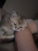 Britse korthaar golden shaded, Dieren en Toebehoren, Kater, Gechipt, 0 tot 2 jaar