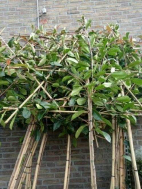 lei photinia, Tuin en Terras, Planten | Bomen, Leiboom, Halfschaduw, Lente, In pot, Ophalen