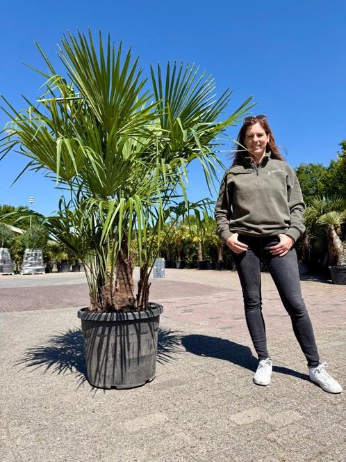 Palmboom Multistam 230cm, Winterhard , Trachycarpus Fortunei, Tuin en Terras, Planten | Bomen, Palmboom, 100 tot 250 cm, Volle zon