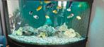 Juwel trigon hoek Aquarium 350 liter compleet, Dieren en Toebehoren, Vissen | Aquaria en Toebehoren, Ophalen, Gevuld zoetwateraquarium