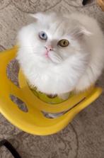 Een kater, Dieren en Toebehoren, Kater, Gechipt