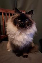 Kattenbak Savic Nestor XXL (GROOT), Ophalen, Zo goed als nieuw, Gesloten